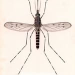 rauchschwalb profile picture