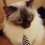 raulthetherapycat profile picture
