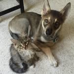 raven_and_woodhouse profile picture