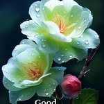 ravi_raj_ram_sing profile picture