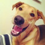 raylan_the_dog profile picture