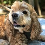 razzledazzlebazel profile picture