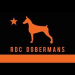 rdcdobermans profile picture
