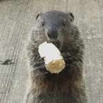 realgroundhogsofnj profile picture