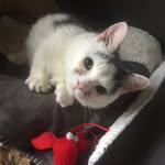 realstumpycat profile picture