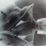 rebeccarrendina profile picture