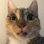 rebekah_boless profile picture