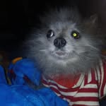 rebelrebelpom profile picture