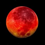 redmoonfilmfestival profile picture