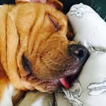 redrotts profile picture