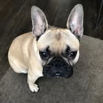 reggiano profile picture