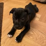 regstagram_staffy profile picture