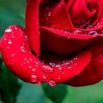 rekhi.poonam profile picture