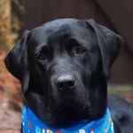 remembering_caesar profile picture