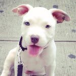 remo_the_bully profile picture