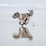 remus_the_wonderdog profile picture