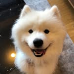 remy.samoyed profile picture