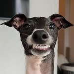 remy_theiggy profile picture