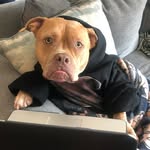 remy_the_rescue_bully profile picture