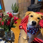 remythesatopuppy profile picture