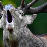 reneredzepinoma profile picture