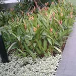 renitasiswandi profile picture
