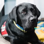 rescueboston profile picture
