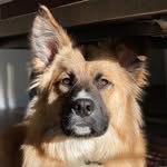 rescueboyjones profile picture