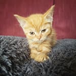 rescuedbymyrescues profile picture