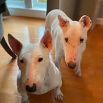 rescuedchance profile picture