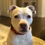 rescuedpittie profile picture