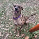 rescuedtaylor profile picture