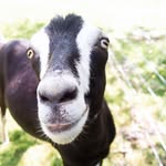 rescuegoats profile picture