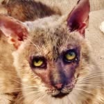 rescuelogan profile picture