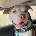 rescuepups_dayout profile picture