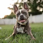 rescueranchpups profile picture