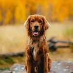 retrievingatlas profile picture