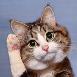 rexiecat profile picture