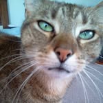 rexneil44 profile picture