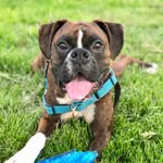 rextheboxerofficial profile picture