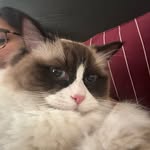 rheakumr_ profile picture