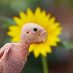 rhea_thenakedbirdie profile picture