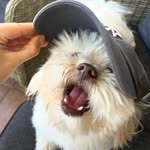 rhiannontringas profile picture