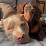 rhubarbthedoggo profile picture