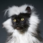 richie_the_mainecoon_ profile picture