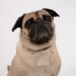 ricotheepug profile picture