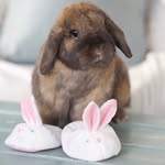 riggsthehollandlop profile picture