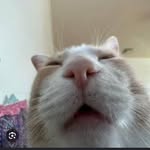 rijakhowaja profile picture