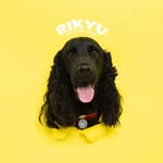 rikyu_the_cocker profile picture