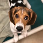 ringothebeaglemix profile picture